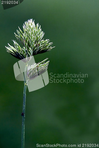 Image of green   and abstract background 
