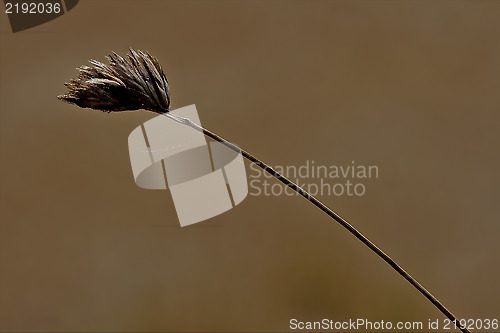 Image of web macro close up of a brown