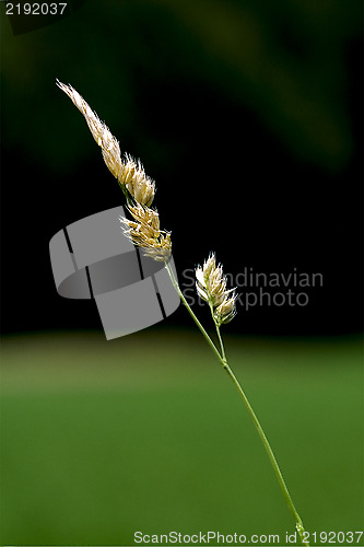 Image of yellow macro 