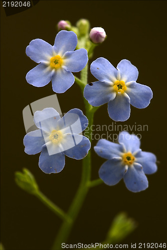 Image of  anagallis foemina  