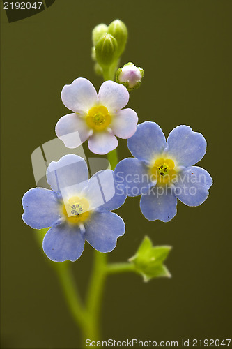 Image of blue anagallis foemina  