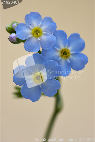 Image of  close up of a blue  anagallis foemina  