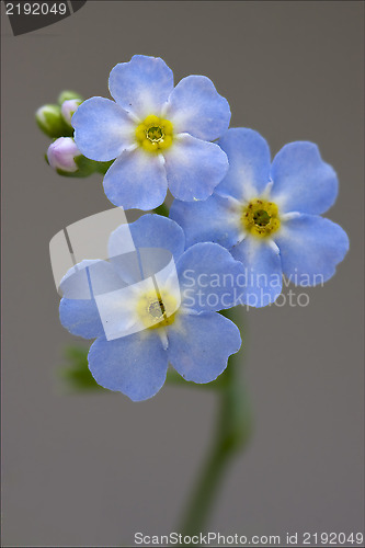 Image of macro  of a blue  anagallis foemina  