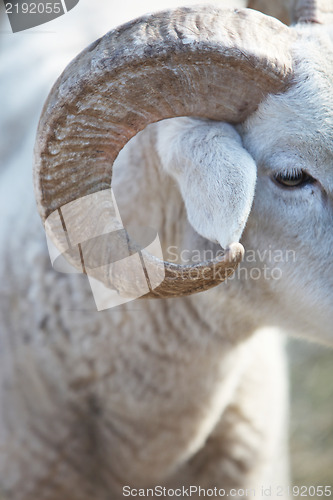 Image of Closeup of the horn of a sheep