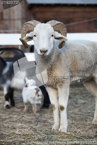 Image of Inquisitive sheep with curly horns