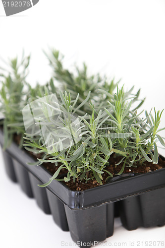 Image of Nursery tray of young plant seedlings