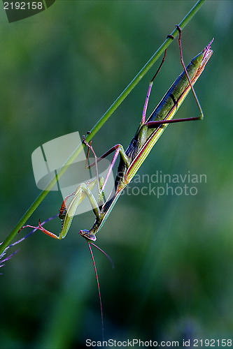 Image of mantodea  close  praying mantis 