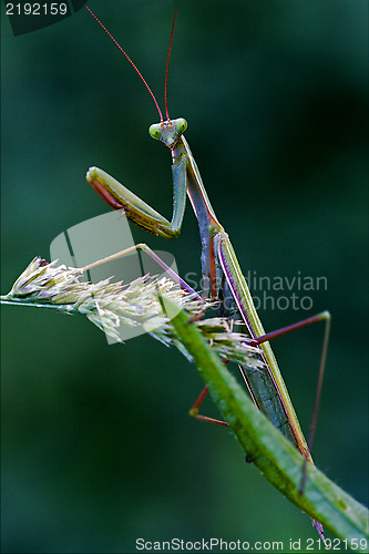 Image of mantodea  in the flowering bush