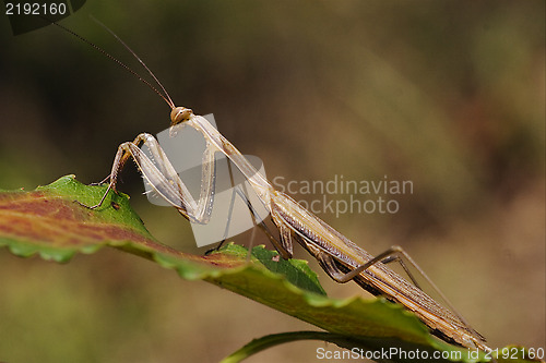 Image of  mantodea on a green