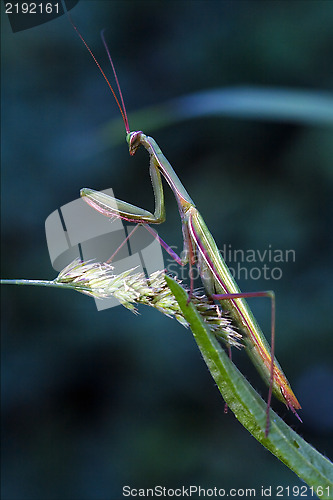 Image of  praying  in the flowering bush