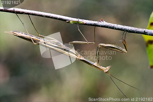 Image of praying mantis mantodea on a  brown branch 