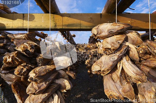 Image of Dried stock fish in Norway