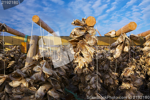 Image of Drying stock fish in Norway