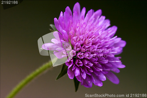 Image of  dispsacacea labiate violet 