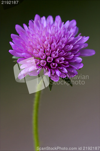 Image of  labiate mentha aquatica violet 