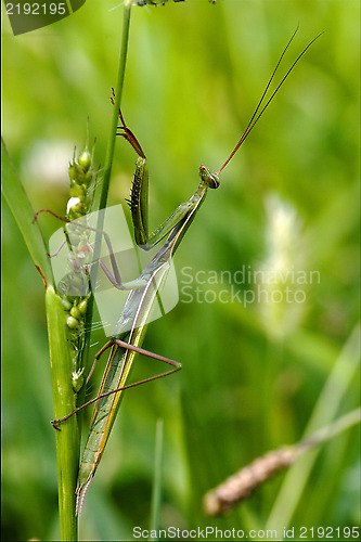 Image of  wild side praying mantis on a green brown branch