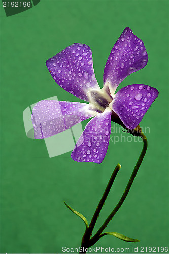 Image of  agrostemma githago green 