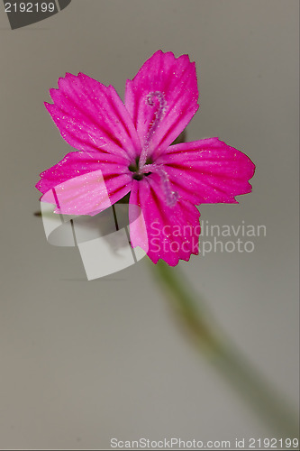 Image of macro close of  a violet pink geranium dissectum cariofillacee 