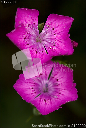 Image of  violet pink geranium dissectum 