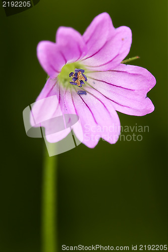 Image of macro close of a violet 