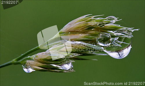 Image of  plant and tree drop green background 