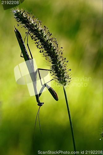 Image of shadow  side  praying mantis