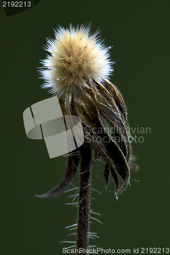 Image of taraxacum officinale  green 