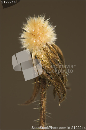 Image of  taraxacum officinale  brown background 