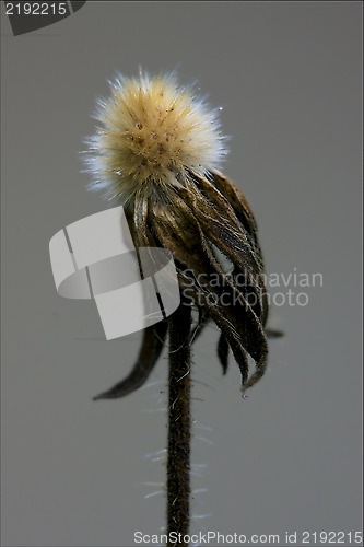 Image of taraxacum officinale grey background