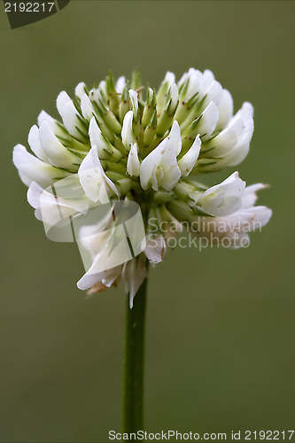 Image of  close  yellow white leguminose