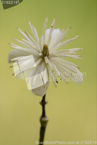 Image of  leguminose green background 