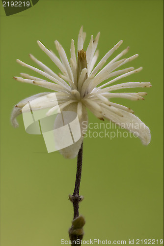 Image of macro close   yellow white leguminose 