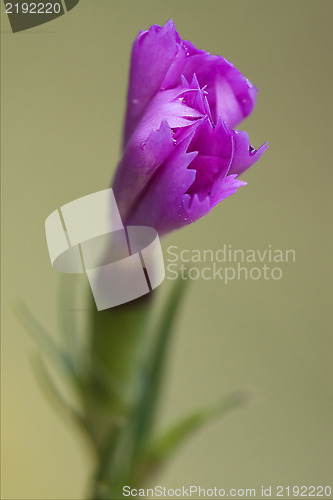 Image of pink  violet  geranium dissectum 