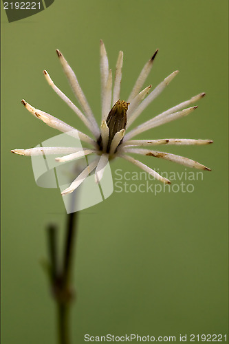 Image of  white leguminose  green background 