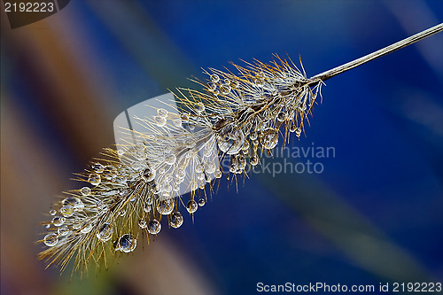 Image of  ear  and abstract background color 
