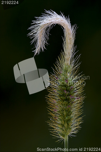 Image of hair abstract