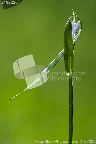 Image of web and abstract