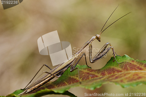 Image of close up praying mantis 