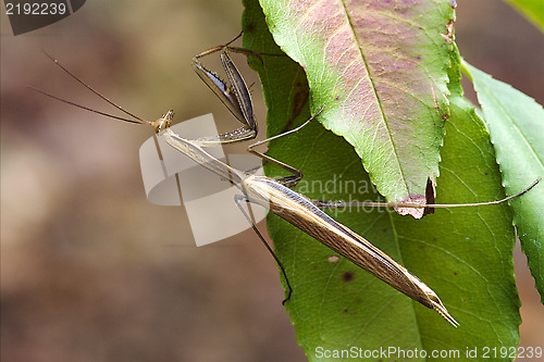 Image of close up mantodea 