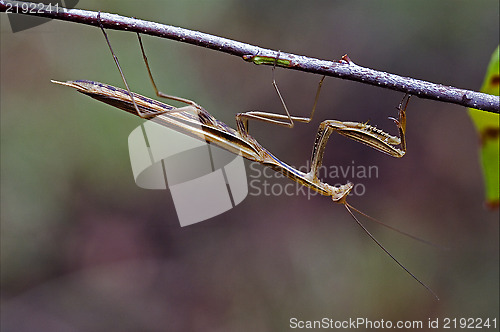 Image of  mantodea on a brown branch 