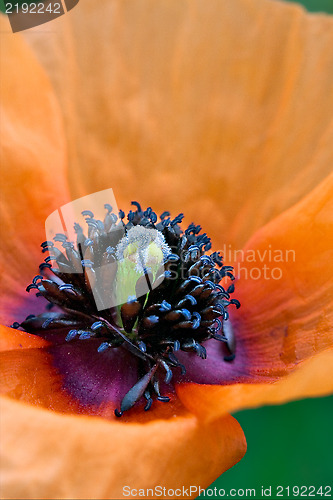 Image of papaveracee papaver rhoeas argemone 