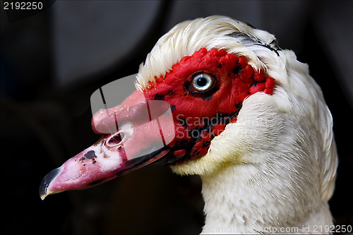 Image of  duck  in portofino 