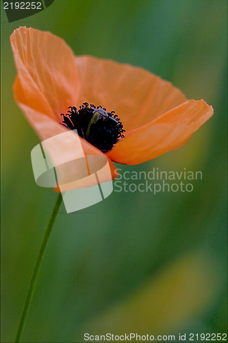 Image of papaveracee papaver