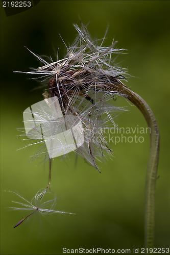 Image of taraxacum officinale  green