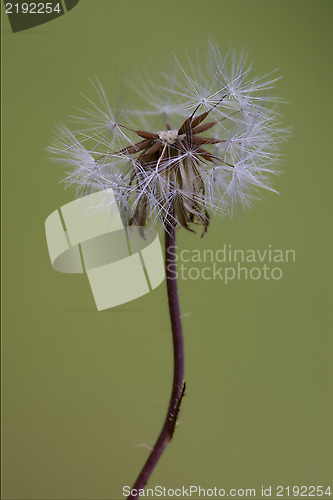 Image of taraxacum officinale  background 