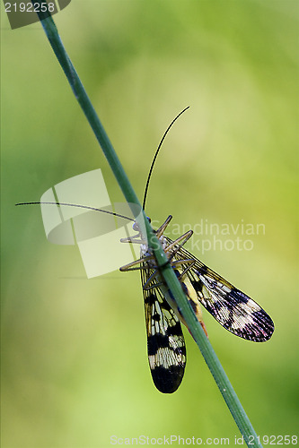 Image of front   wild fly Fly Panorpa 