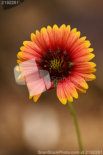 Image of  red daisy brown background 