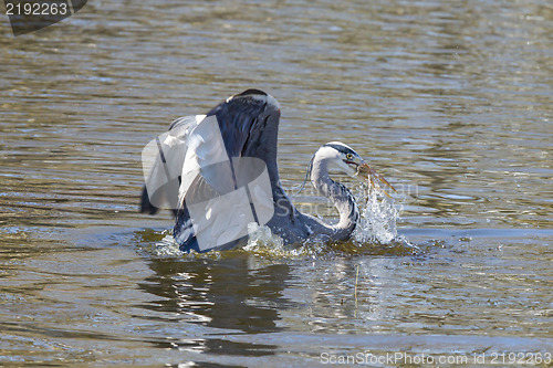 Image of Great blue heron spears a fish