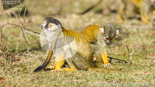 Image of Squirrel Monkey (Saimiri boliviensis)