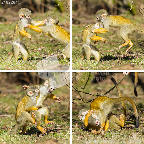 Image of Two young Squirrel Monkeys (Saimiri boliviensis) fighting